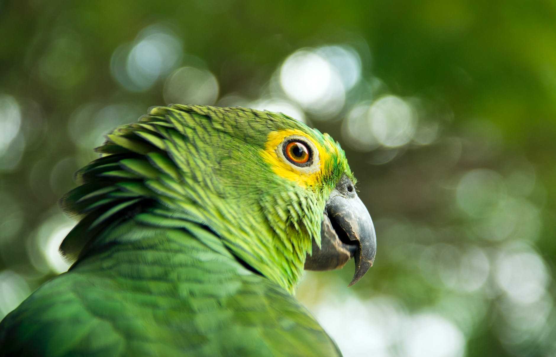 selective focus photography of green bird